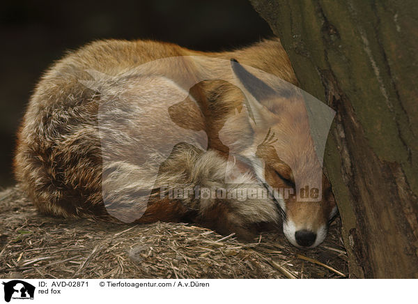 Rotfuchs / red fox / AVD-02871