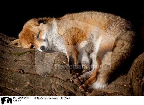 red fox / MAZ-03414