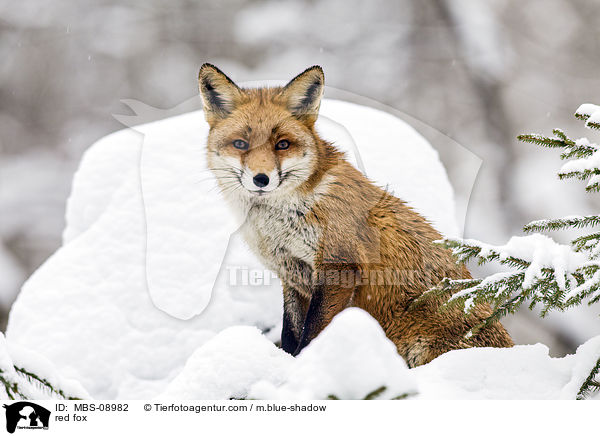 Rotfuchs / red fox / MBS-08982