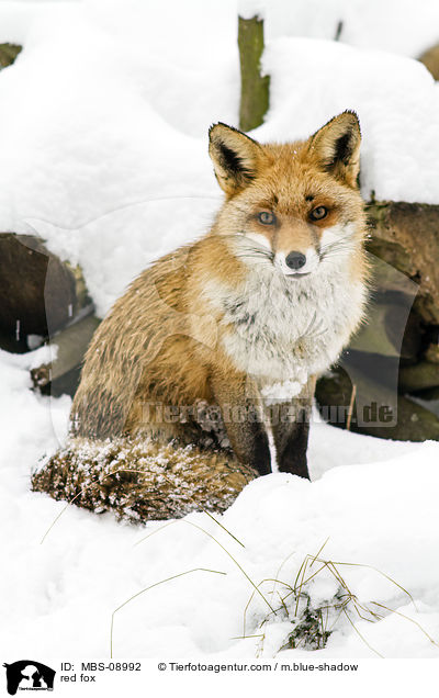 Rotfuchs / red fox / MBS-08992