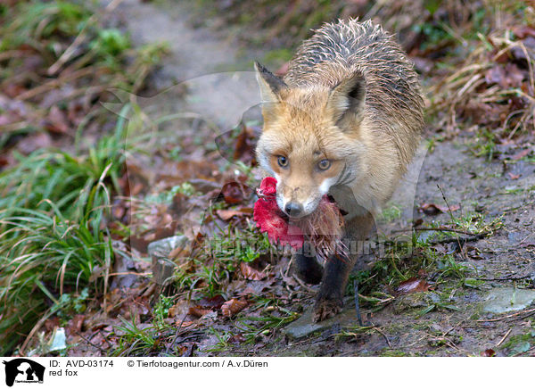 Rotfuchs / red fox / AVD-03174