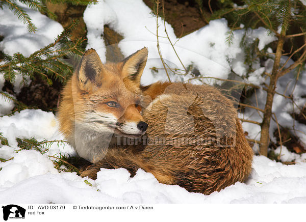 red fox / AVD-03179