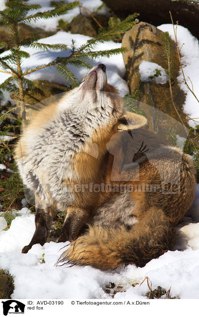 Rotfuchs / red fox / AVD-03190