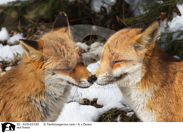 red foxes / AVD-03195