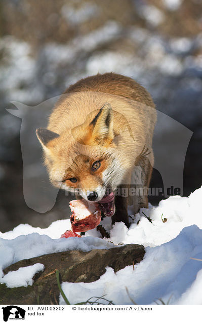 Rotfuchs / red fox / AVD-03202