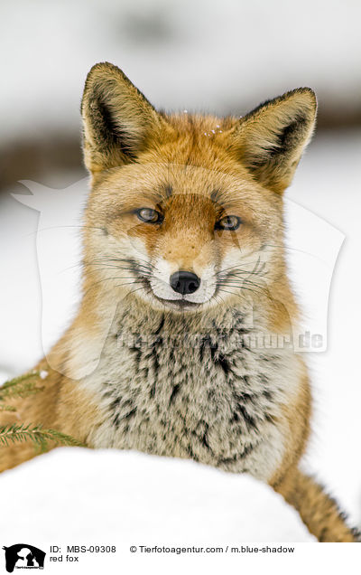 red fox / MBS-09308