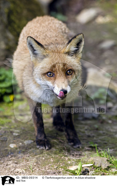red fox / MBS-09314