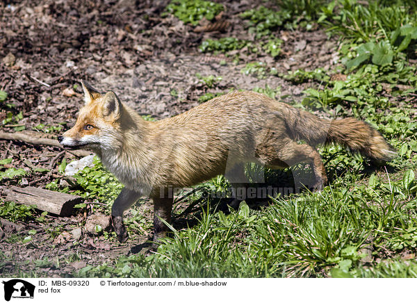 red fox / MBS-09320