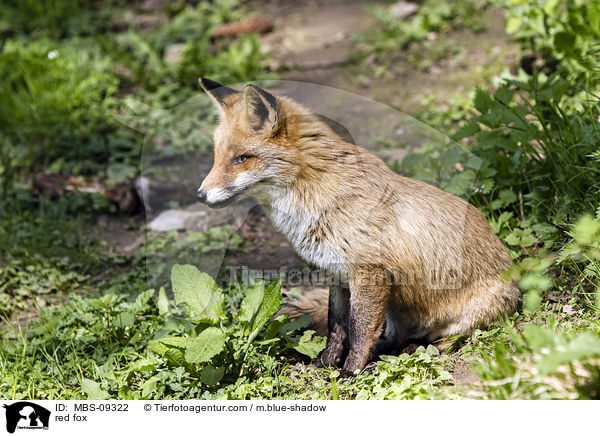 red fox / MBS-09322