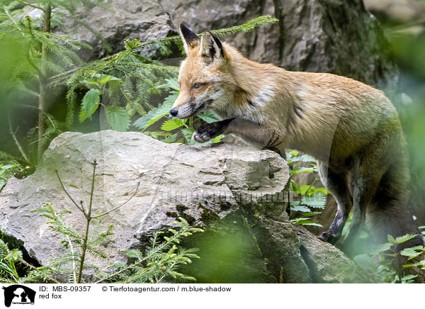 red fox / MBS-09357