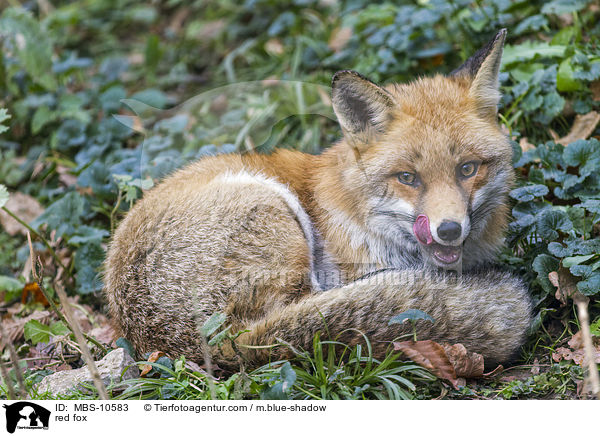 Rotfuchs / red fox / MBS-10583