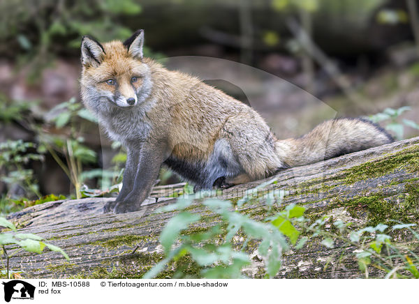 Rotfuchs / red fox / MBS-10588