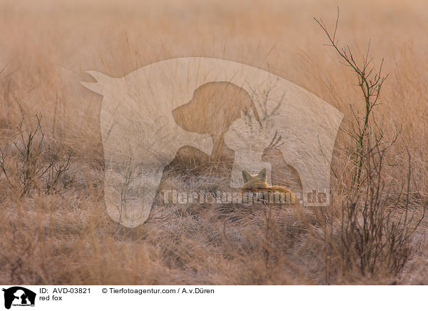 Rotfuchs / red fox / AVD-03821