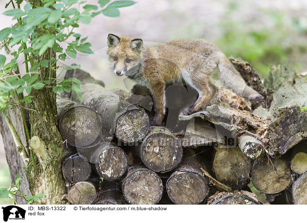 Rotfuchs / red fox / MBS-13322