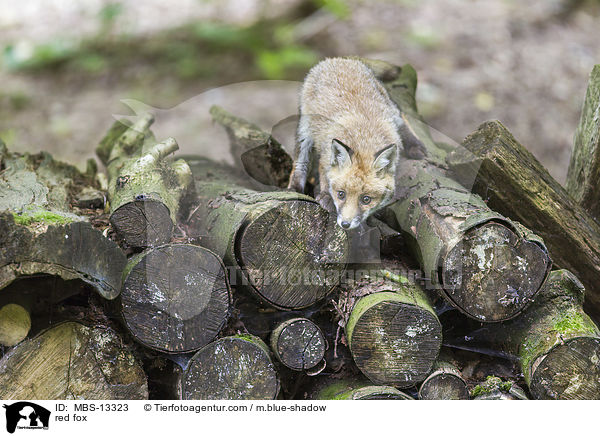 Rotfuchs / red fox / MBS-13323