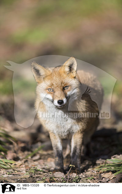 Rotfuchs / red fox / MBS-13326