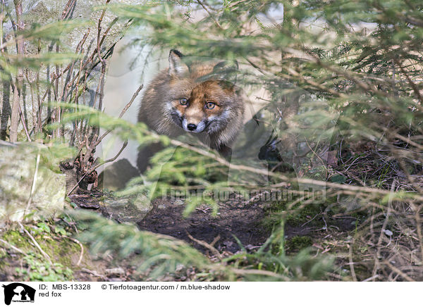 Rotfuchs / red fox / MBS-13328