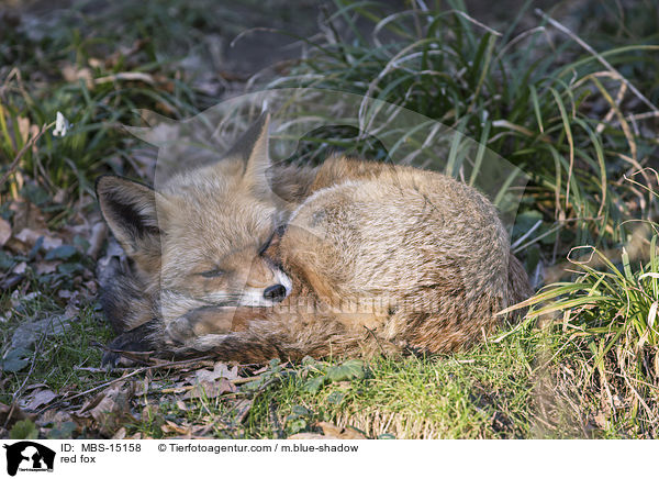 Rotfuchs / red fox / MBS-15158