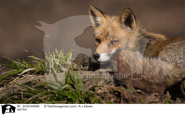 Rotfuchs / red fox / AVD-04999