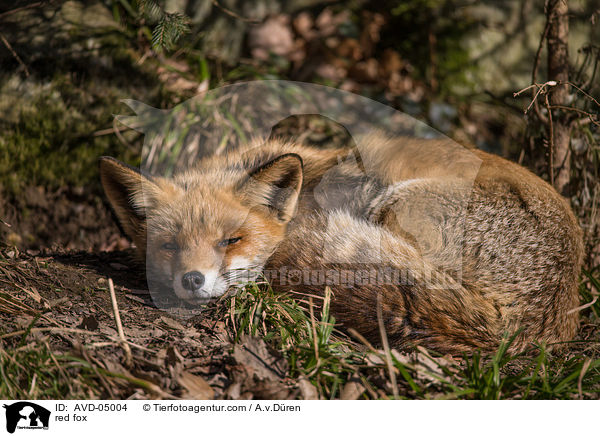 Rotfuchs / red fox / AVD-05004