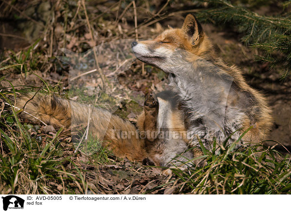Rotfuchs / red fox / AVD-05005