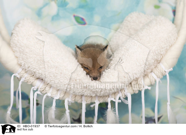 Rotfuchs Baby / red fox cub / HBO-01937