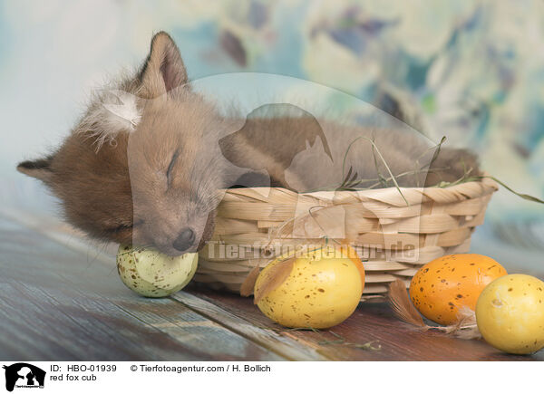 Rotfuchs Baby / red fox cub / HBO-01939
