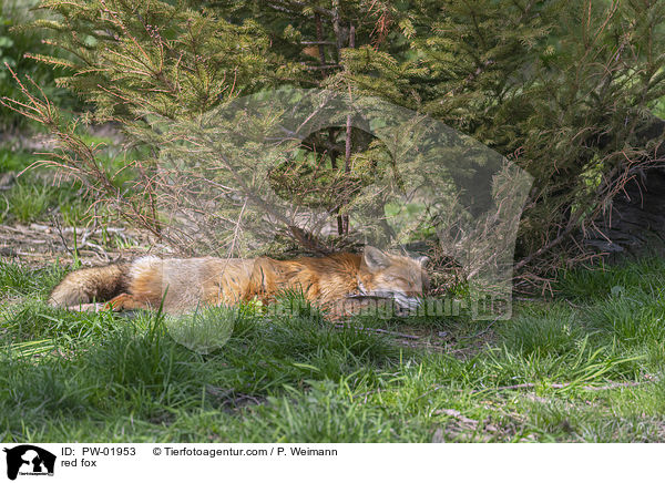 Rotfuchs / red fox / PW-01953