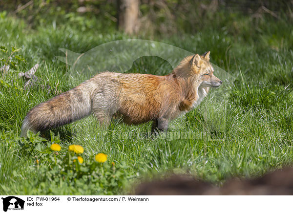 Rotfuchs / red fox / PW-01964