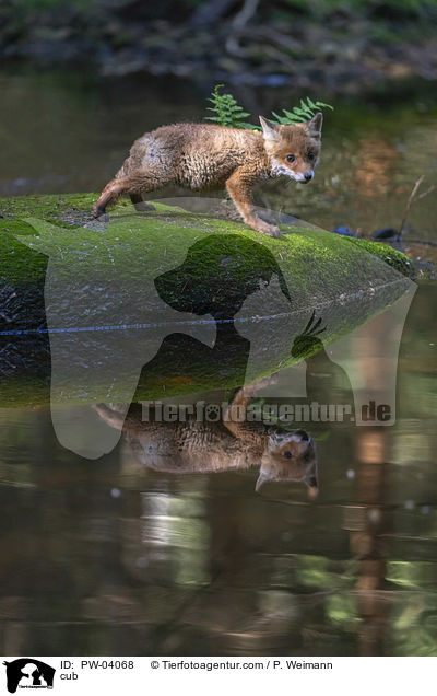 Fuchswelpe / cub / PW-04068