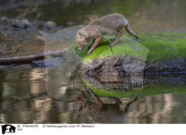 Fuchswelpe / cub / PW-04076