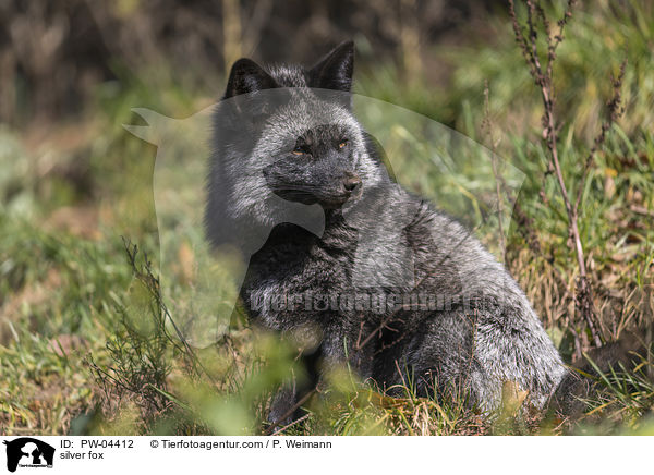 Silberfuchs / silver fox / PW-04412