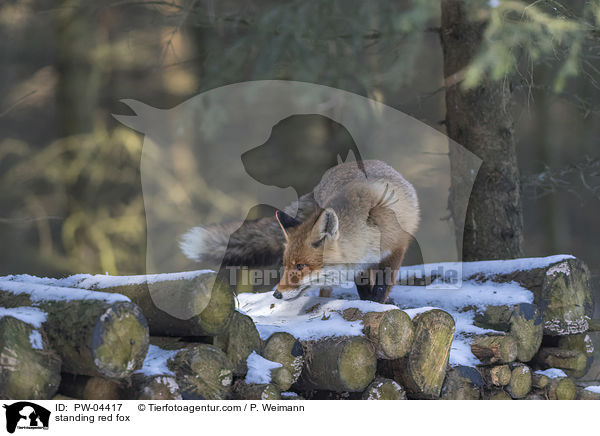 stehender Rotfuchs / standing red fox / PW-04417