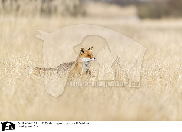 rennender Rotfuchs / running red fox / PW-04421