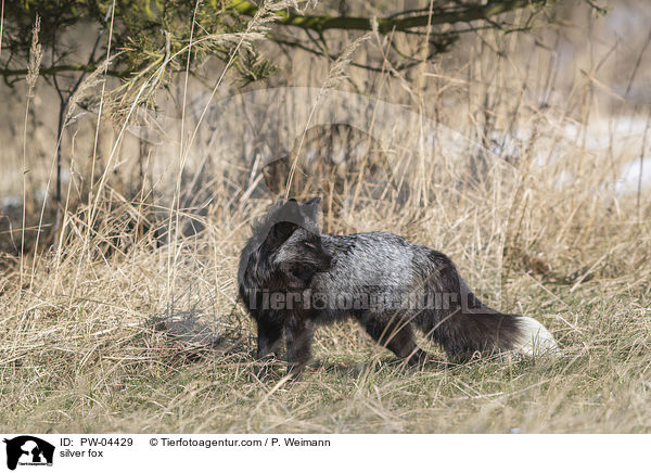 silver fox / PW-04429