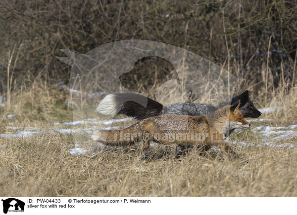 silver fox with red fox / PW-04433