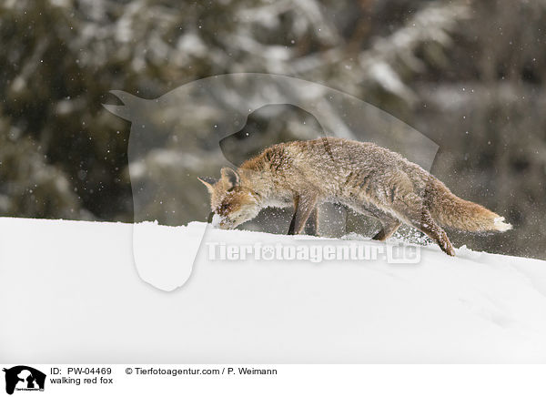 walking red fox / PW-04469
