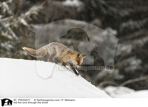 Rotfuchs rennt durch den Schnee / red fox runs through the snow / PW-04471