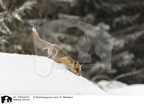 walking red fox / PW-04472