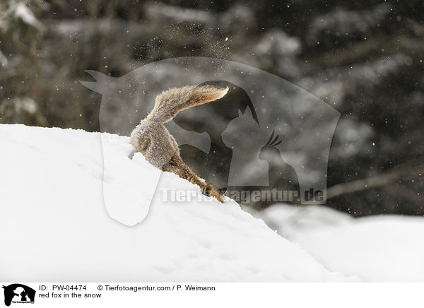 Rotfuchs im Schnee / red fox in the snow / PW-04474