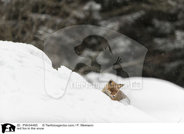 Rotfuchs im Schnee / red fox in the snow / PW-04485