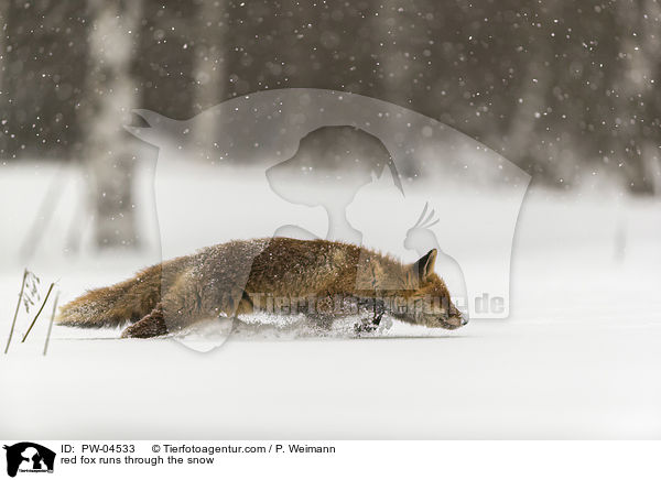 red fox runs through the snow / PW-04533