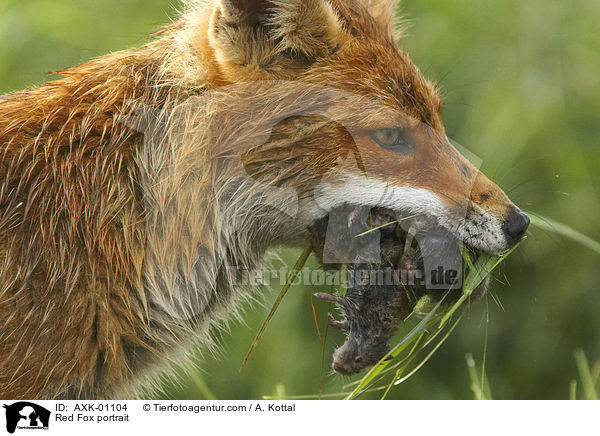 Rotfuchs Portrait / Red Fox portrait / AXK-01104