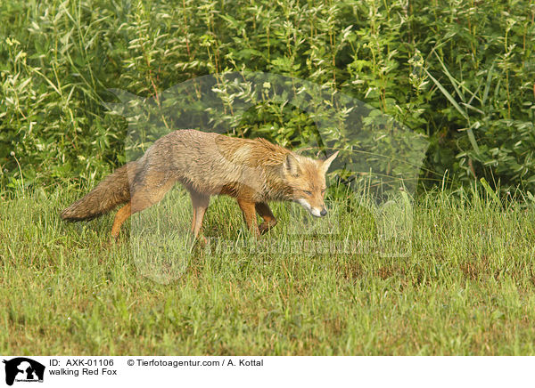 laufender Rotfuchs / walking Red Fox / AXK-01106