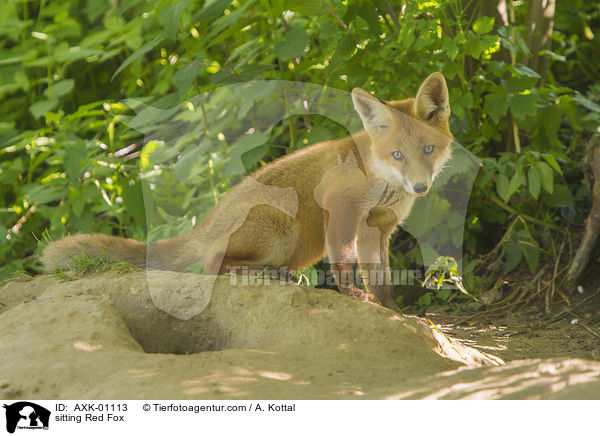 sitzender Rotfuchs / sitting Red Fox / AXK-01113