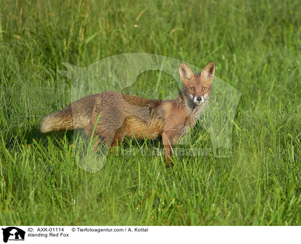 stehender Rotfuchs / standing Red Fox / AXK-01114
