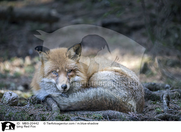 lying Red Fox / MBS-20442