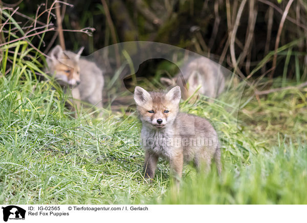 Red Fox Puppies / IG-02565