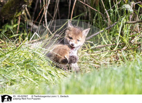 spielende Rotfuchswelpen / palying Red Fox Puppies / IG-02567