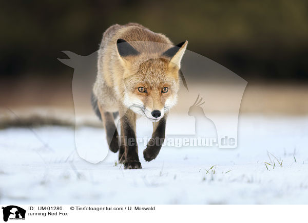 running Red Fox / UM-01280